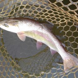 大安トラウトレイク釣果